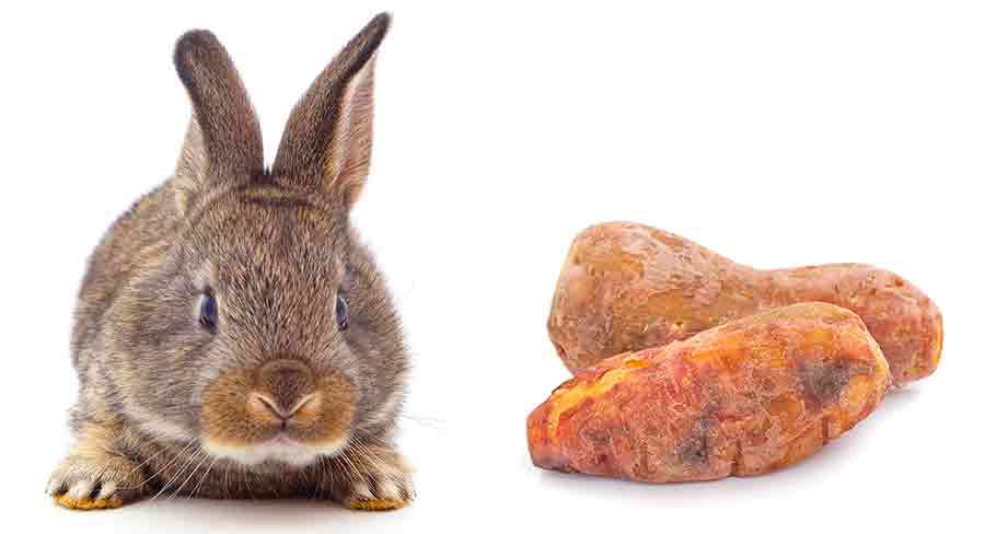 Can Rabbits Eat Potatoes 2