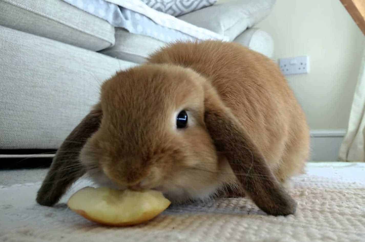 Can Rabbits Eat Potatoes Pets Tutorial