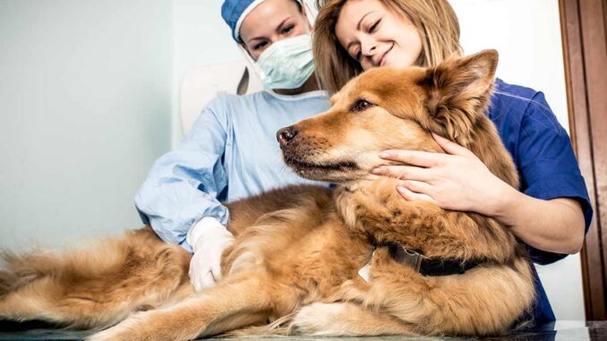 When To Euthanize A Dog With Hemangiosarcoma 2