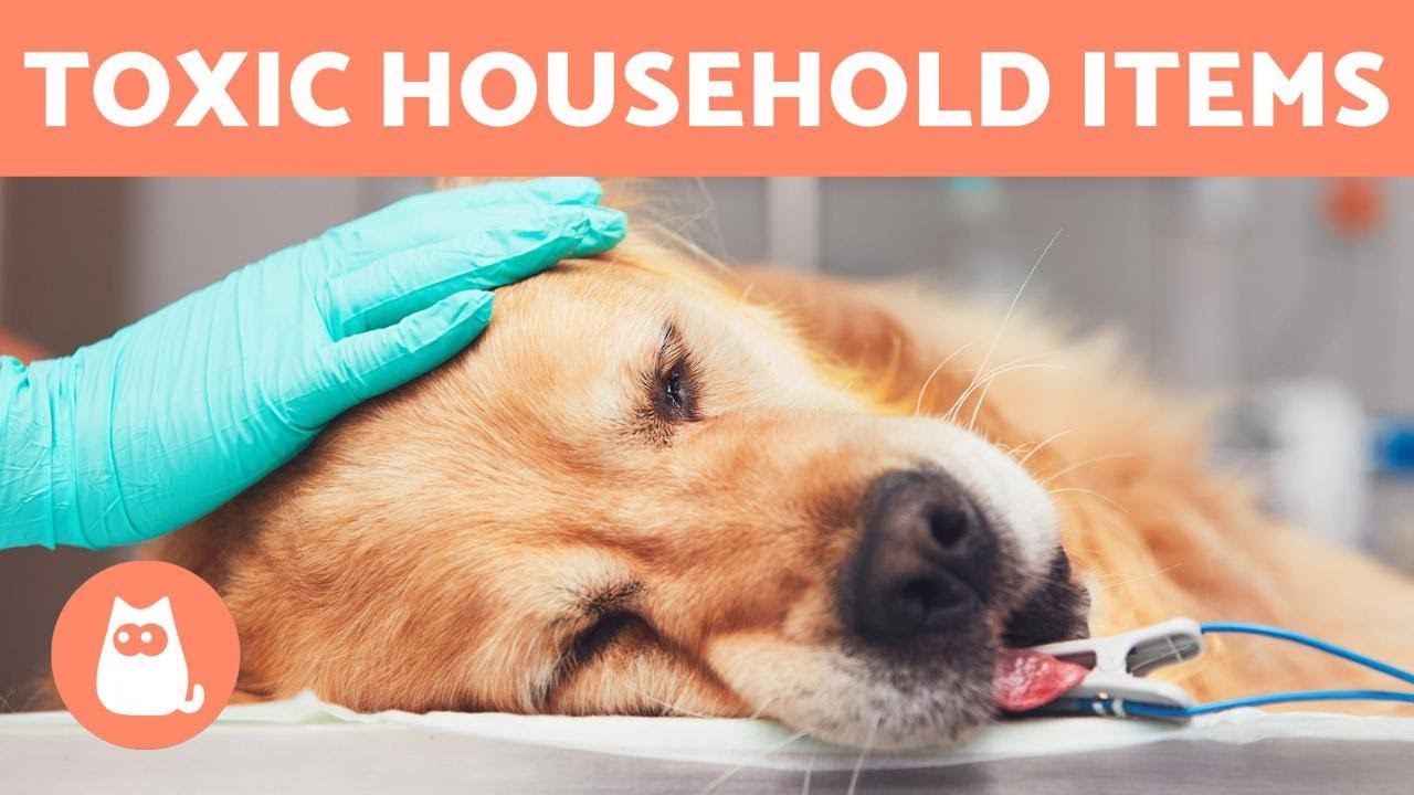 What Household Items Can Kill A Dog Instantly