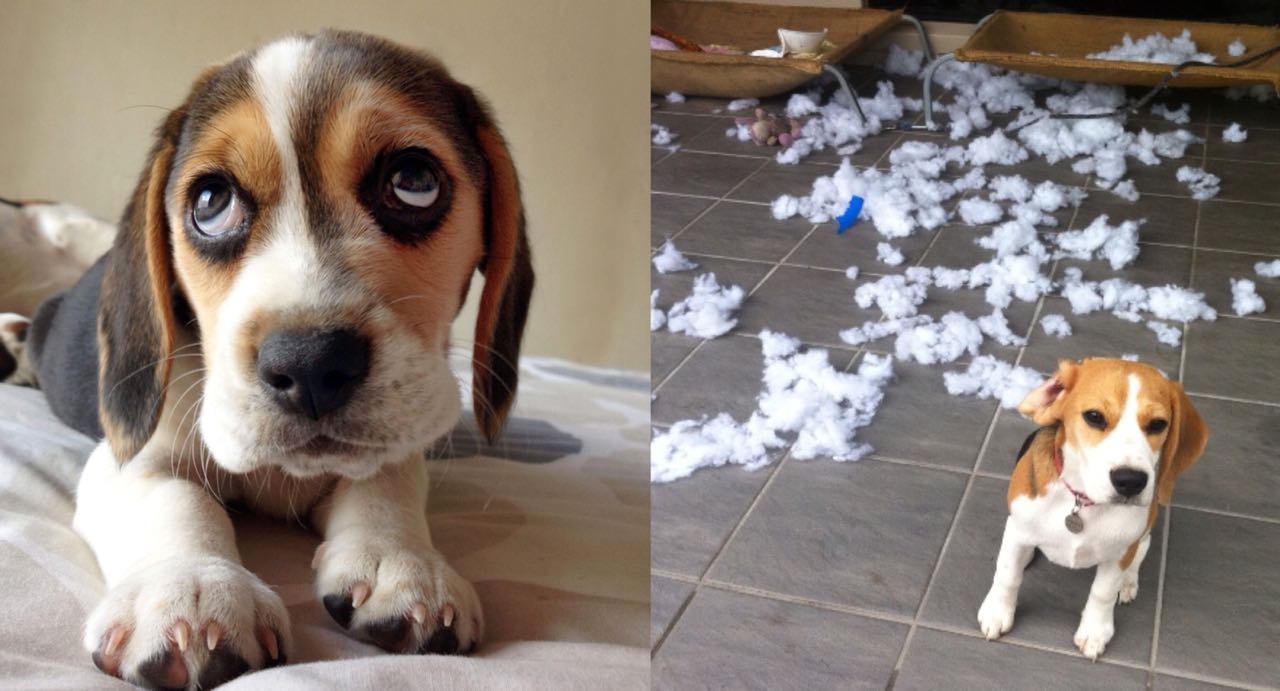 Why Beagles Are The Worst Dogs