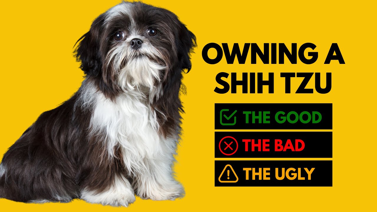 Why Shih Tzu Are The Worst Dog