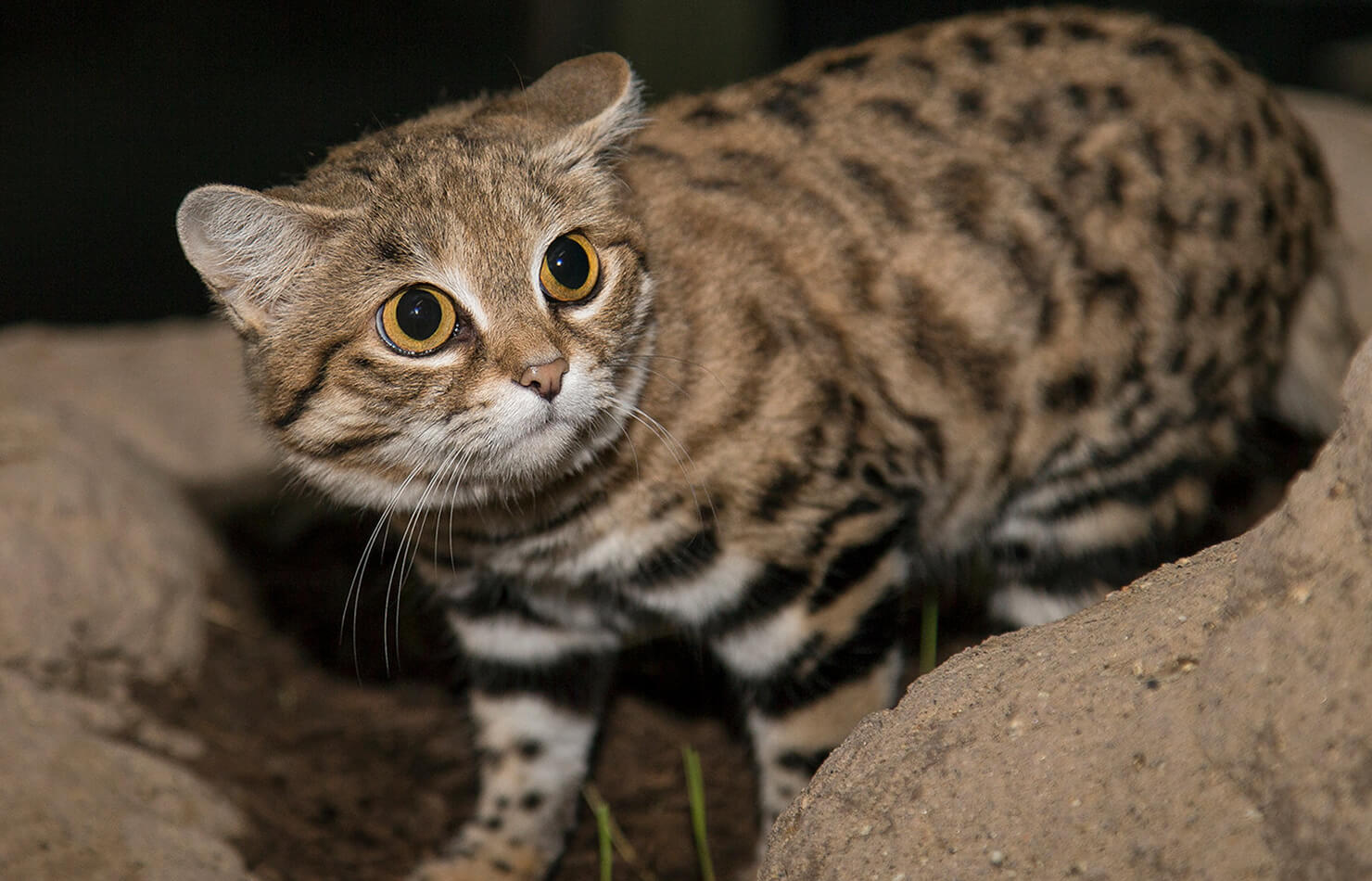 The Top 10 Smallest Cats In The World
