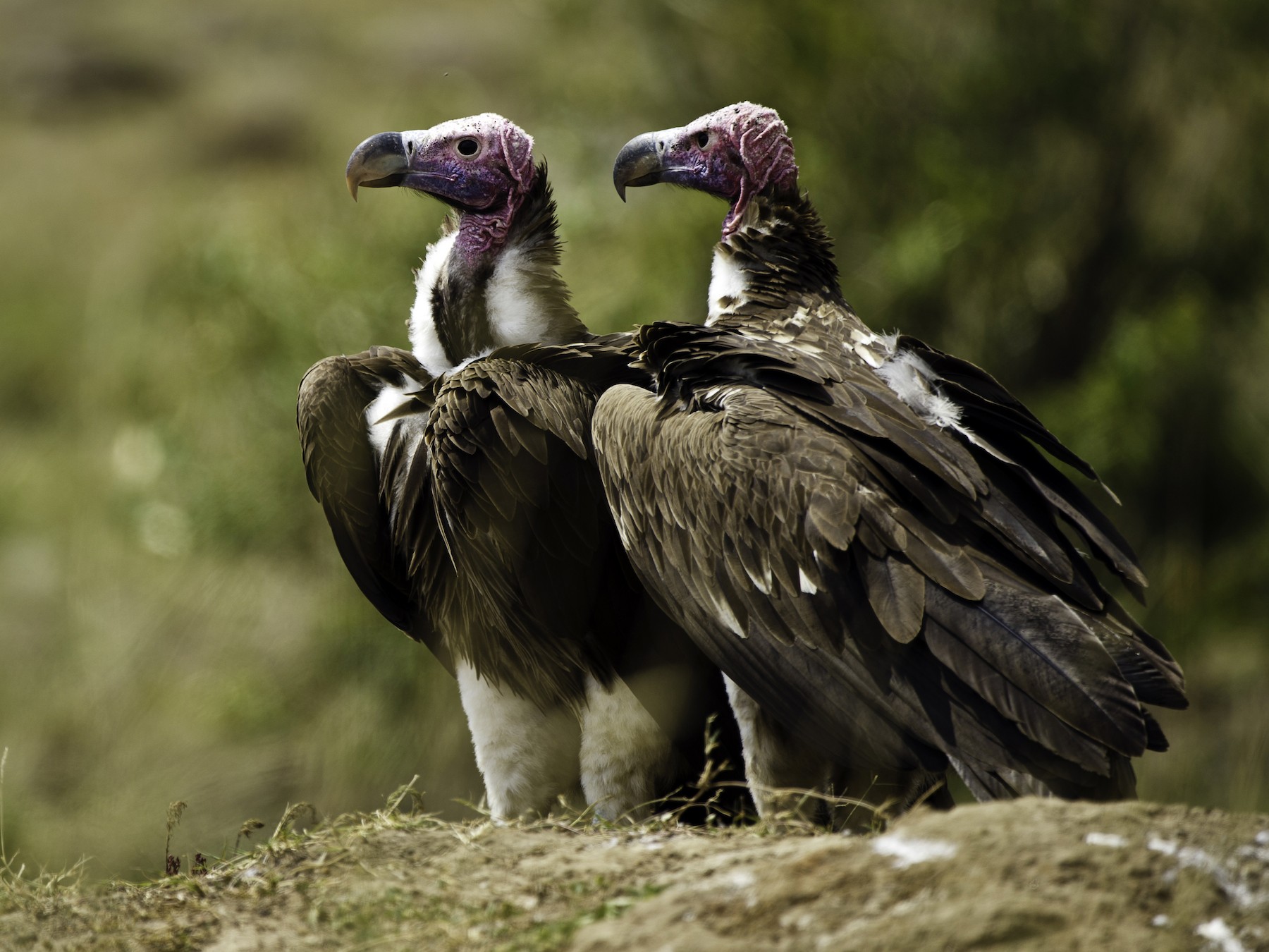 The Top 10 Largest Vultures In The World - Pets Tutorial