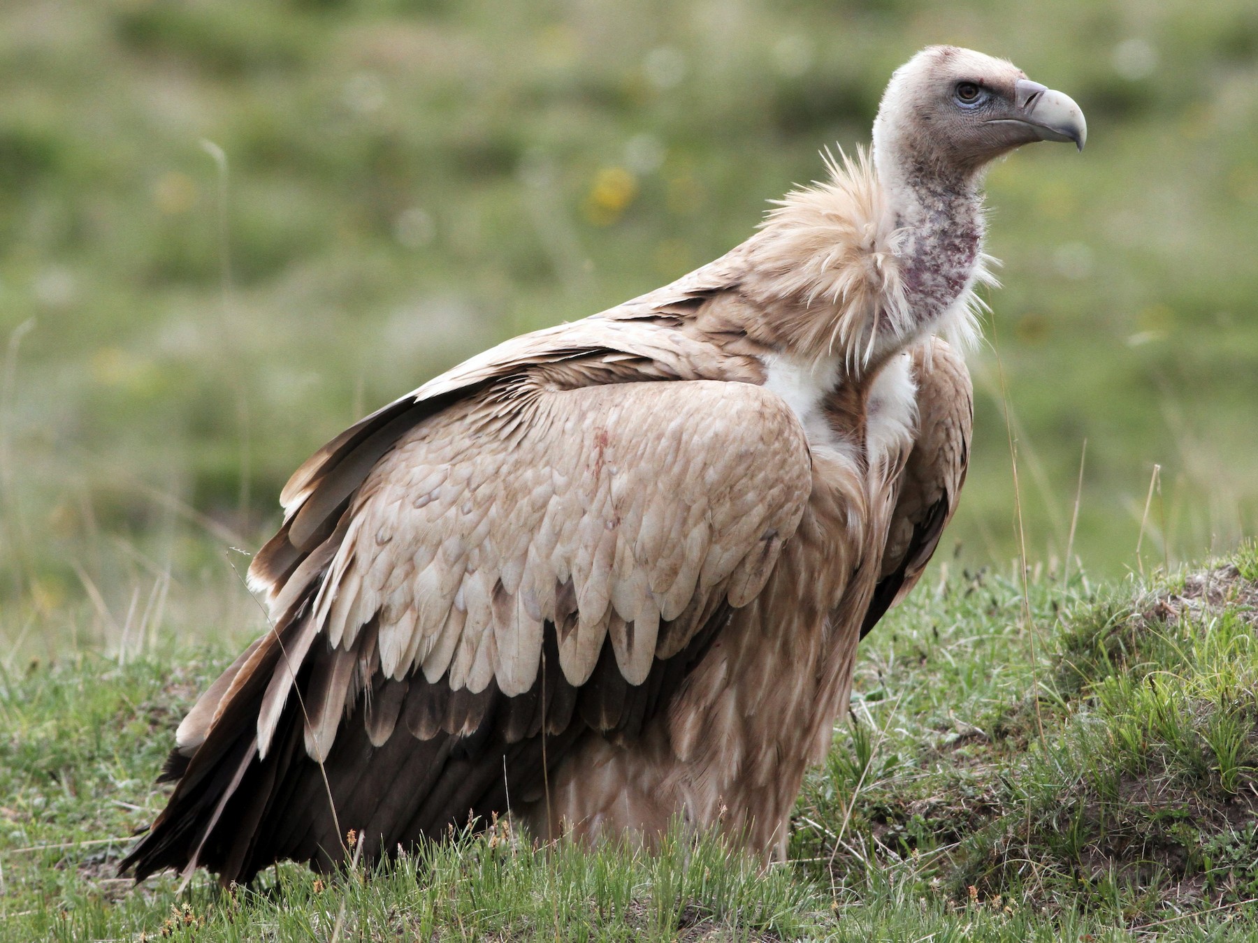 The Top 10 Largest Vultures In The World - Pets Tutorial