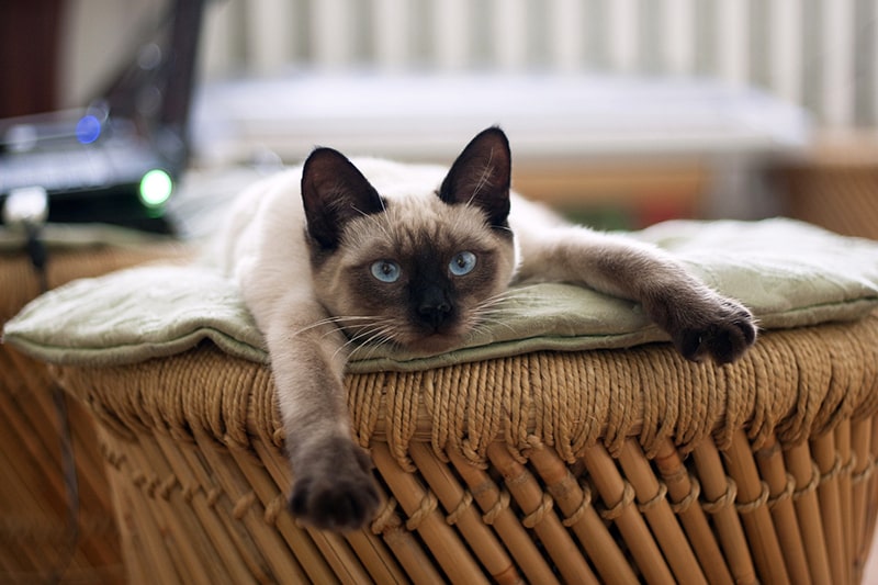 8 Types Of Siamese Cats
