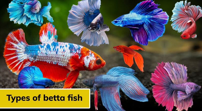 Discover The Top 12 Most Expensive Types Of Betta Fish