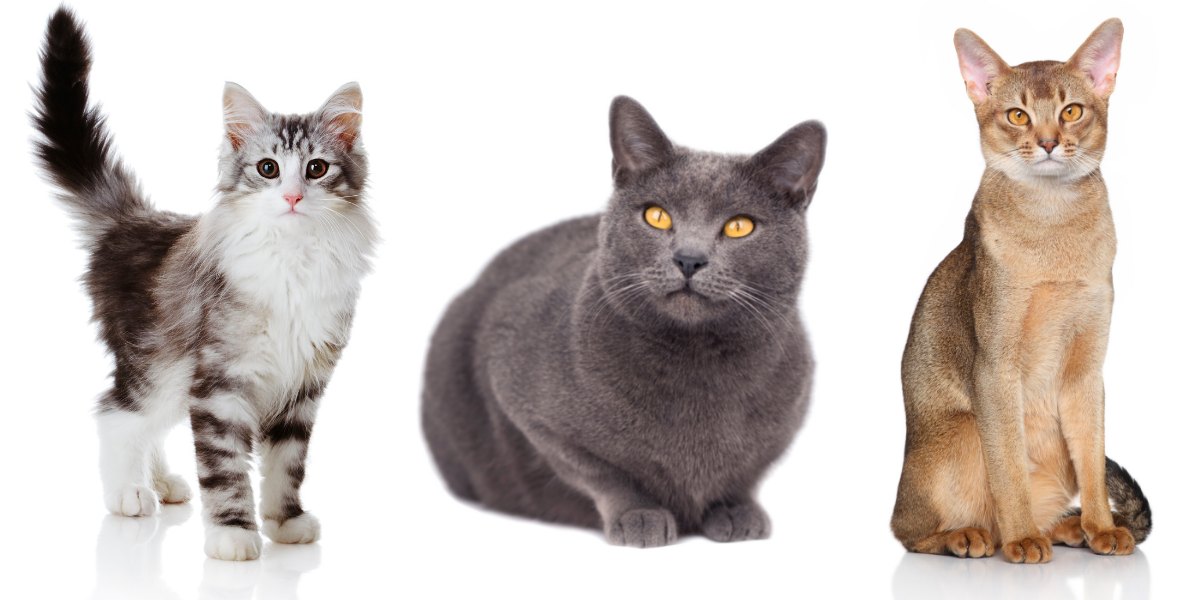 The Top 8 Oldest Cat Breeds Ever