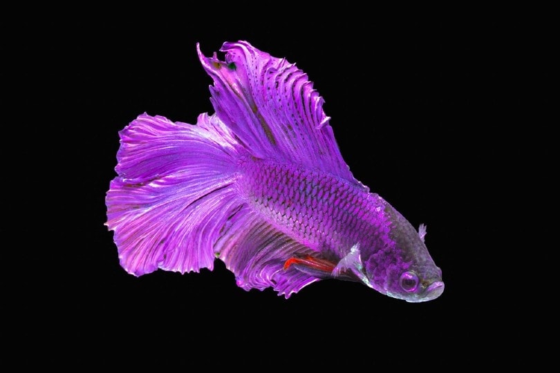 purple-betta-fish_GracePhotos