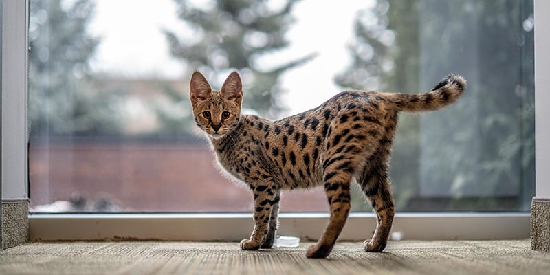 5 Difference Types Of Savannah Cats With Images
