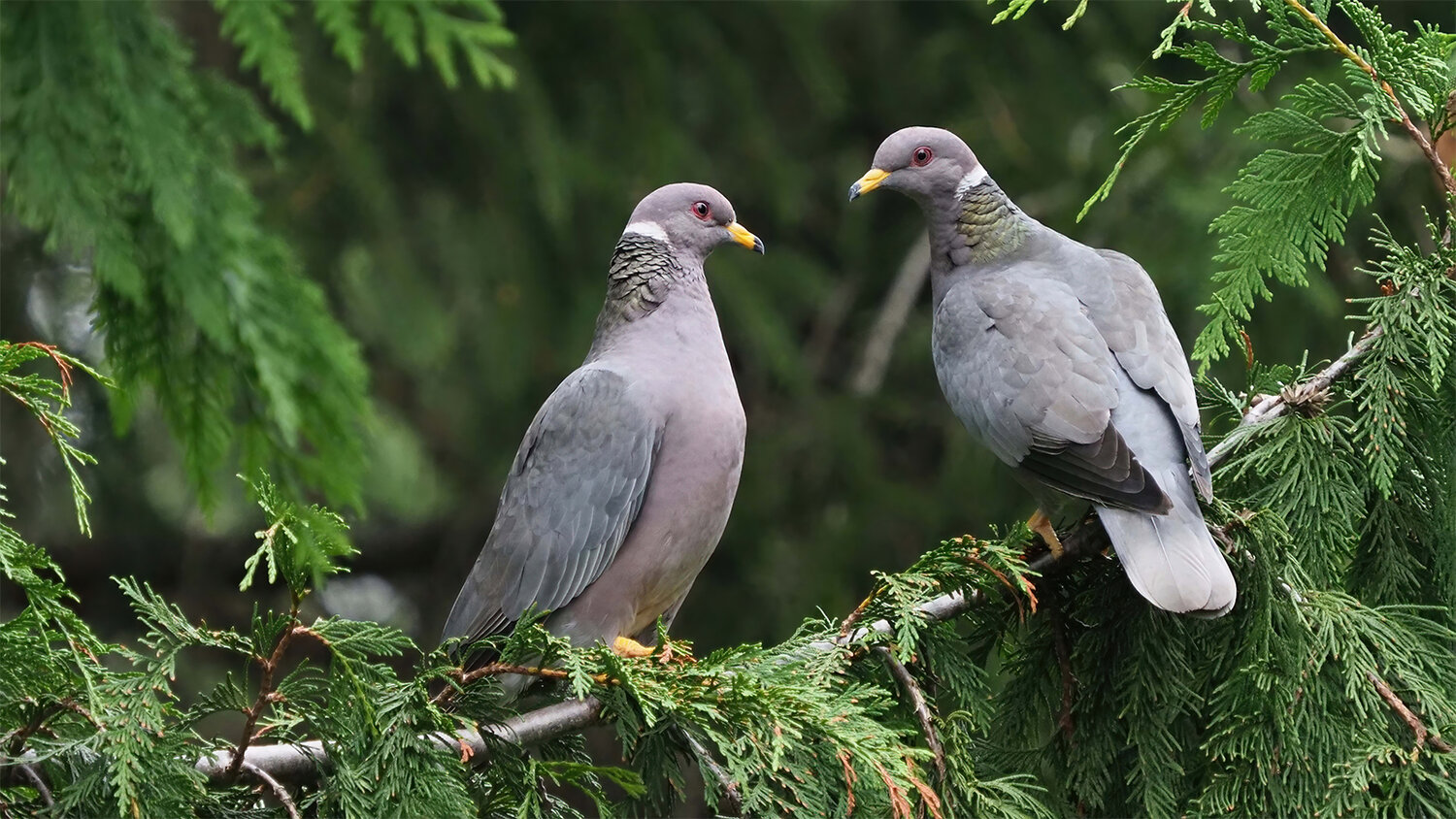 14 Special Types Of Dove Birds
