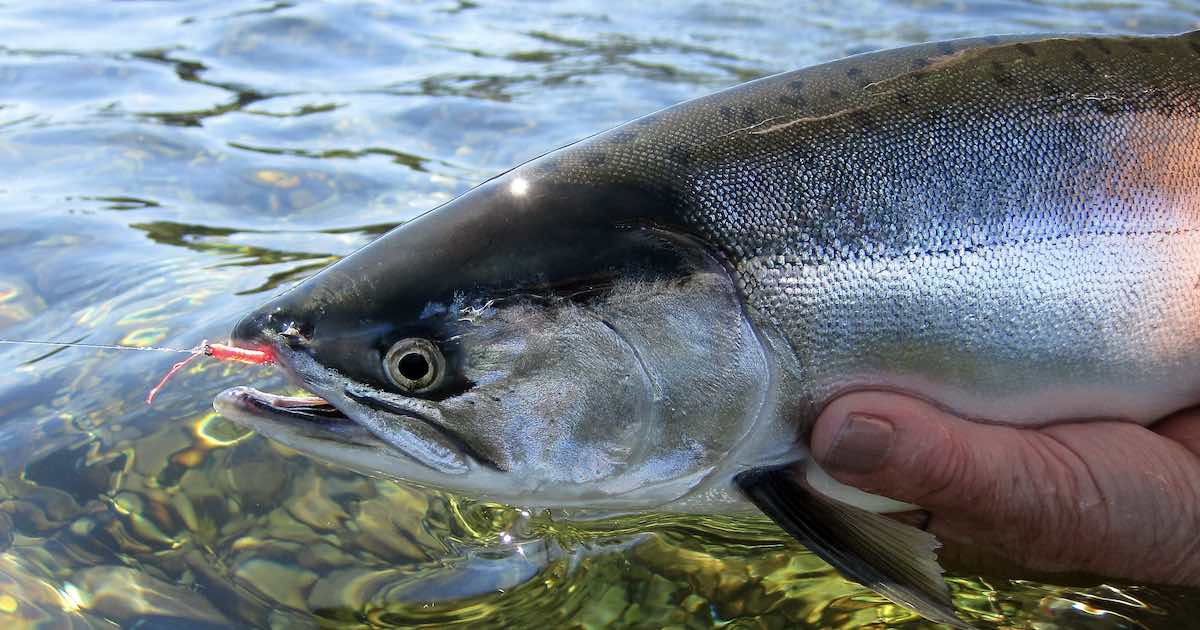 5 Types Of Salmon You’ll Find In Alaska