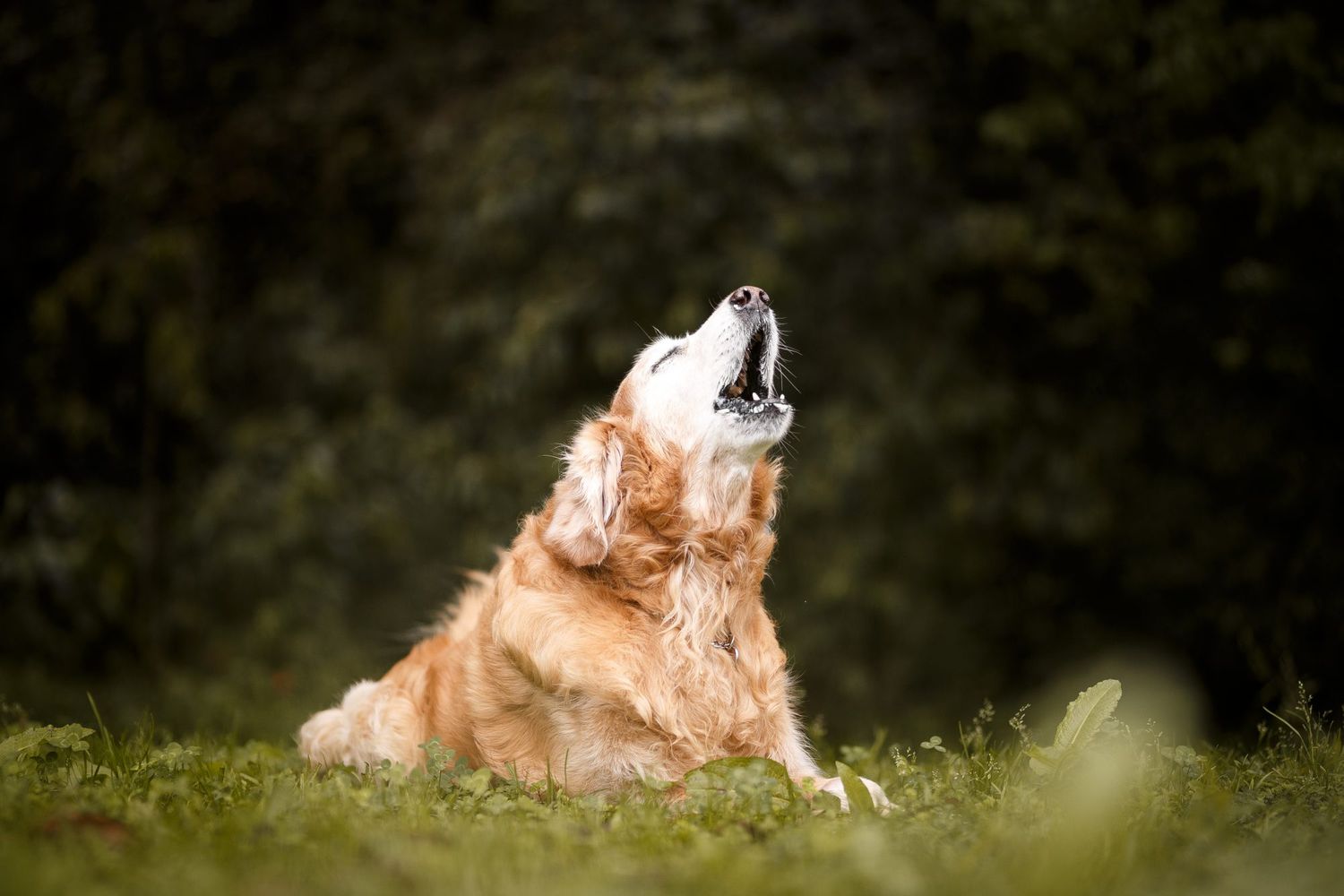 9 Types Of Barking In Dogs And What They Mean