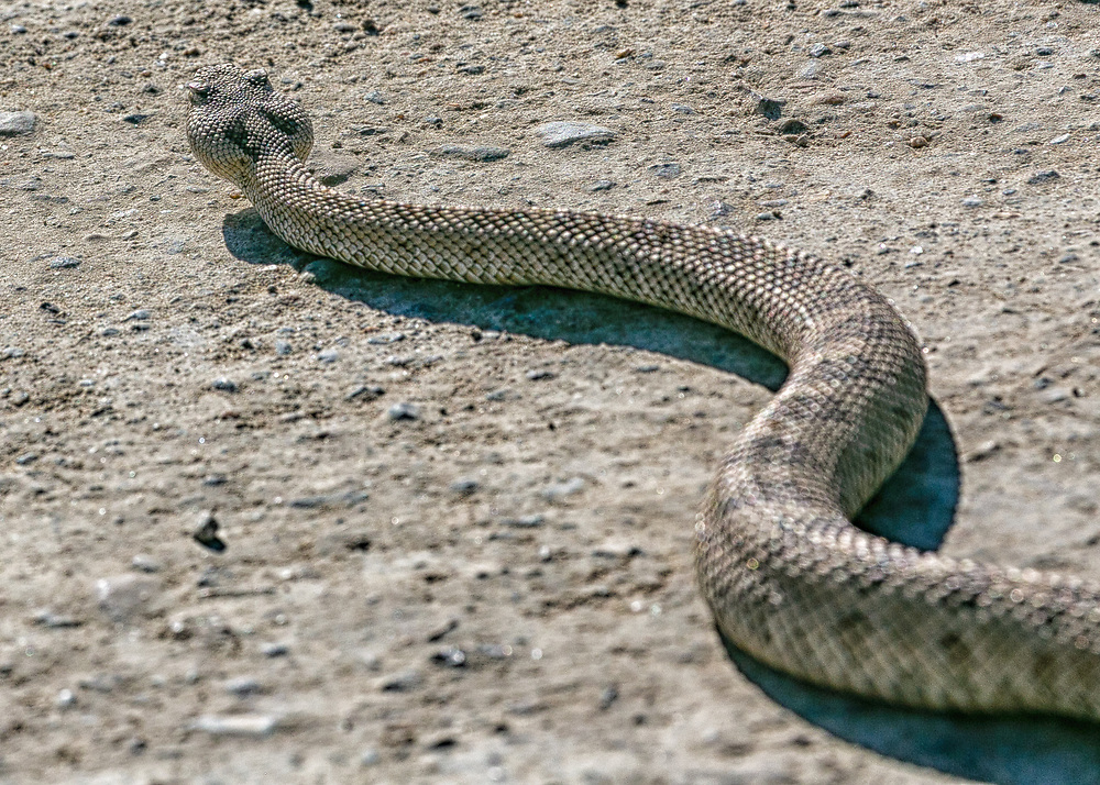 Discover The 2 Types Of Rattlesnakes In Oregon