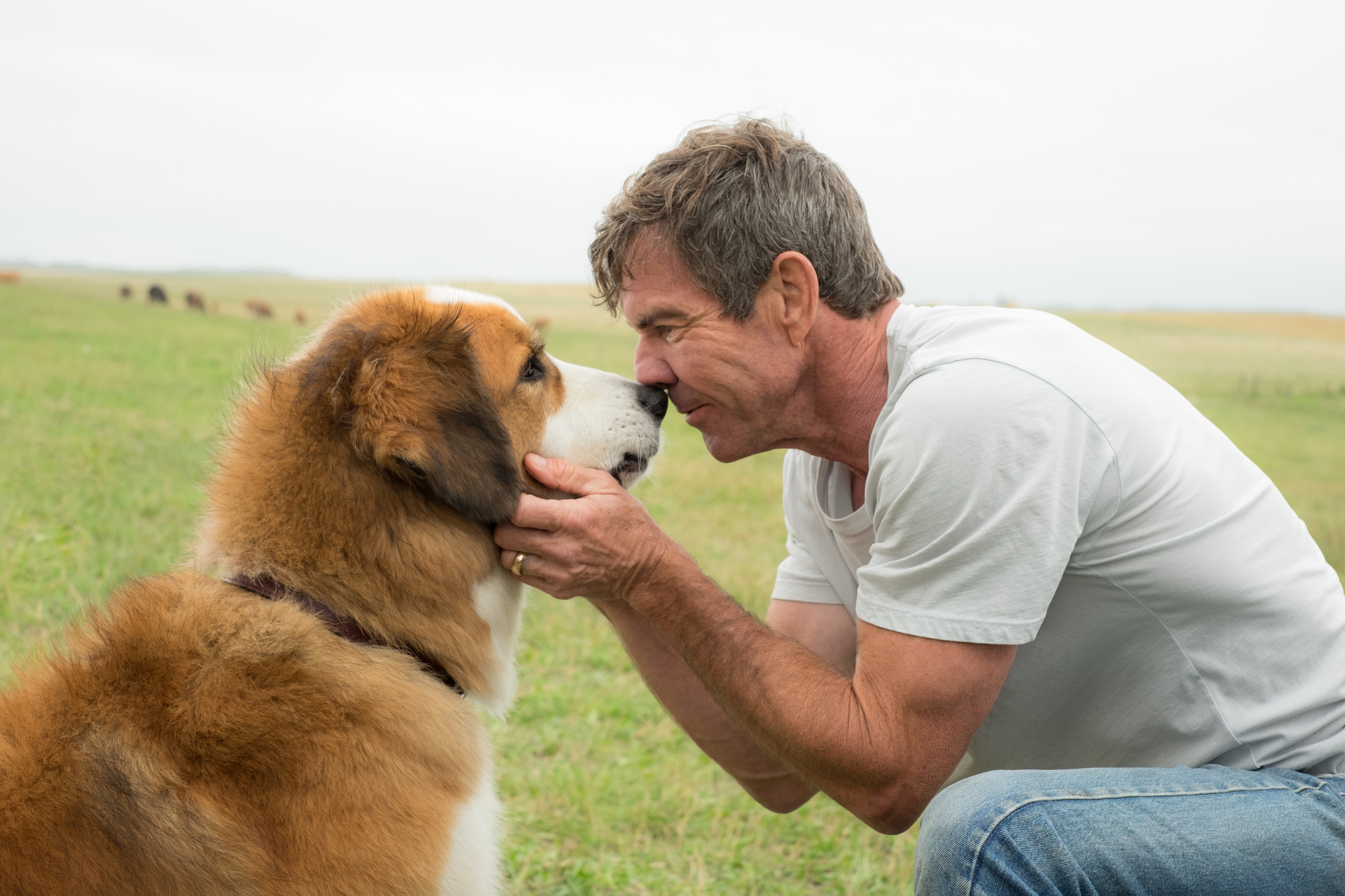 Meet The Types Of Dogs In The Movie A Dog’s Purpose