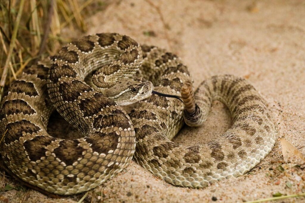 Discover The 3 Types Of Rattlesnakes In Nebraska