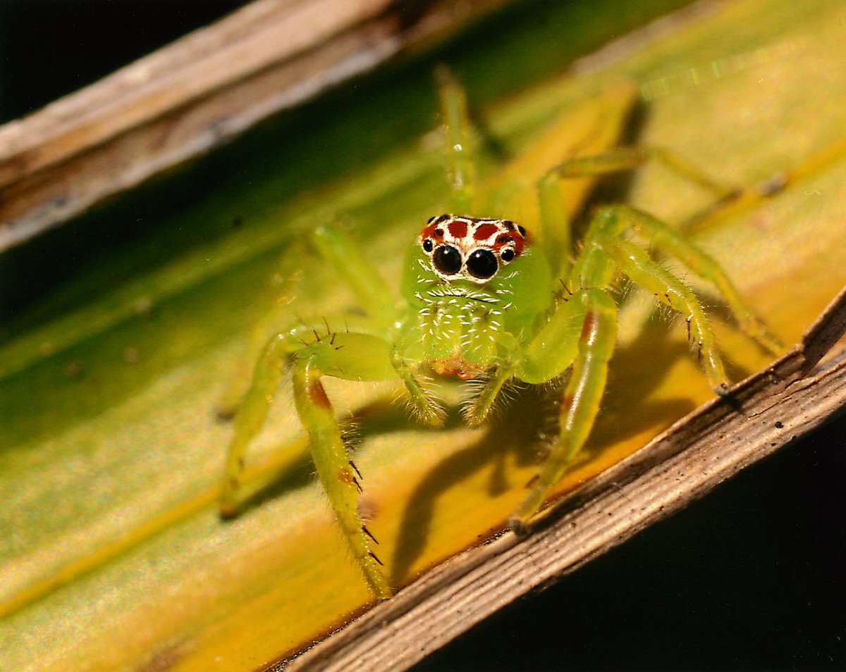 5 Extinct Types of Spiders
