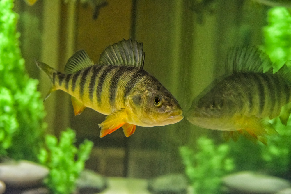 Discover 8 Types Of Perch Fish
