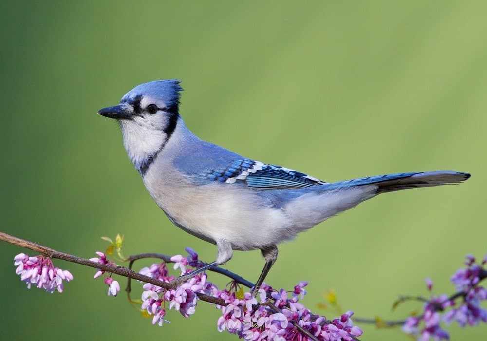 Discover All Types Of Blue Jay Birds With Pictures - Pets Tutorial