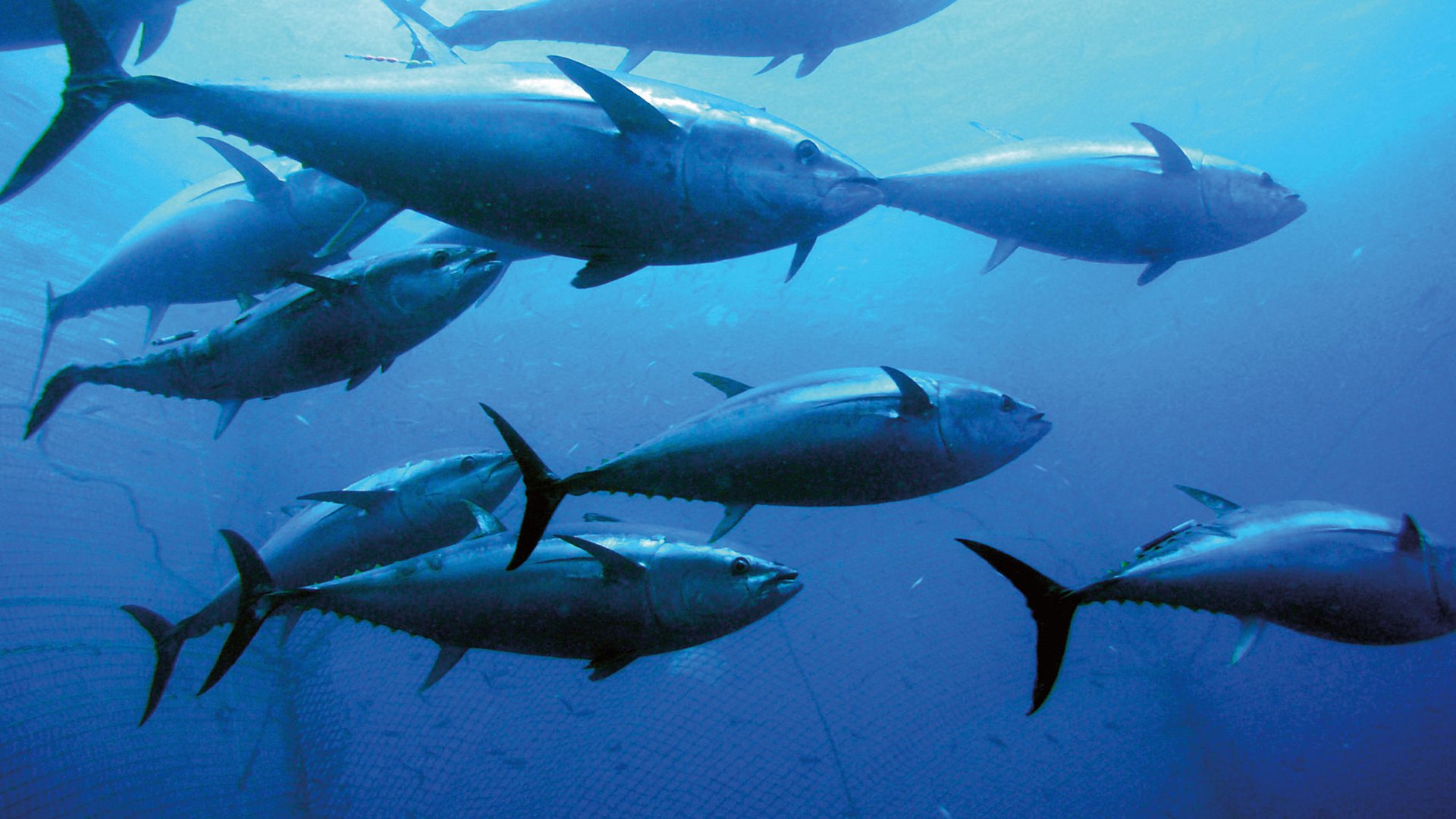 The Most Important Types Of Tuna To Know Location Taste And Cost Of Each