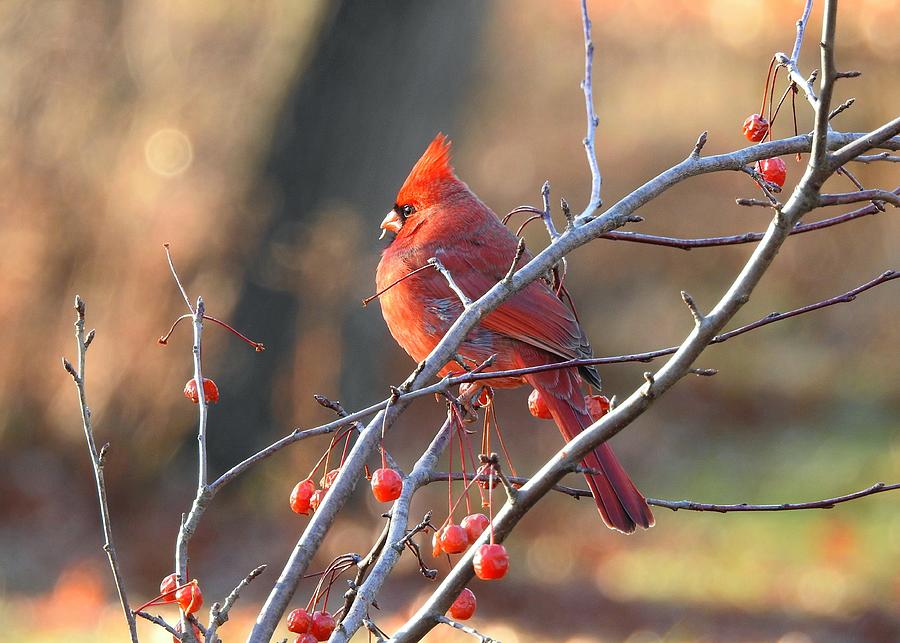 Types Of Cardinal Birds With Pictures