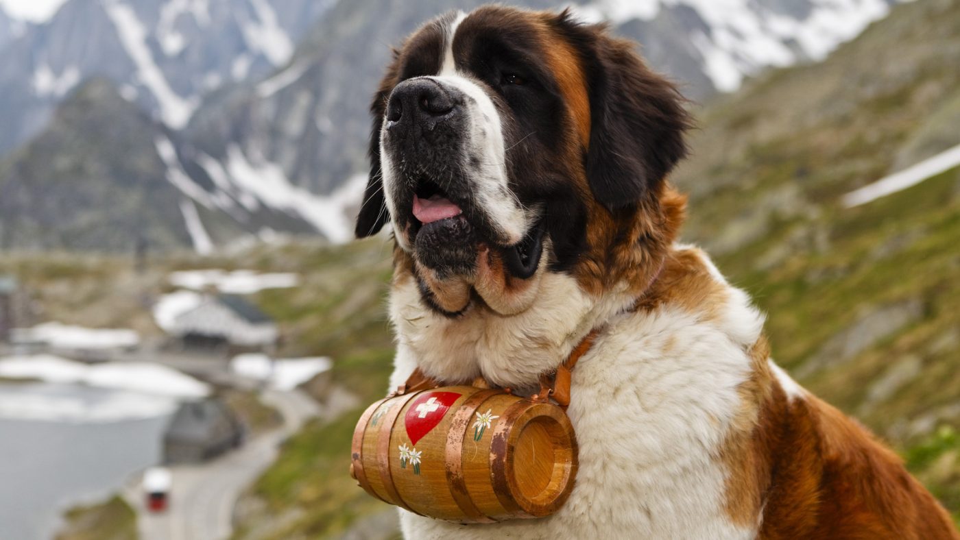 10 Types Of Search And Rescue Dogs