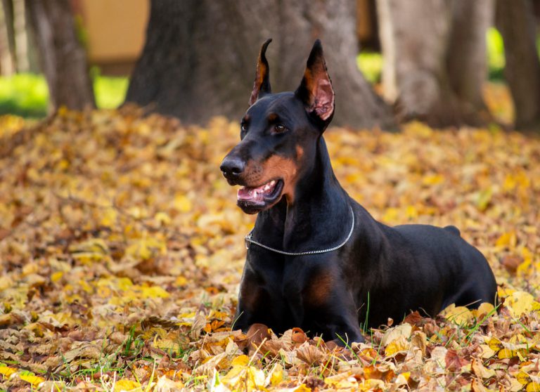 6 Loyal Types Of Pinscher Dogs