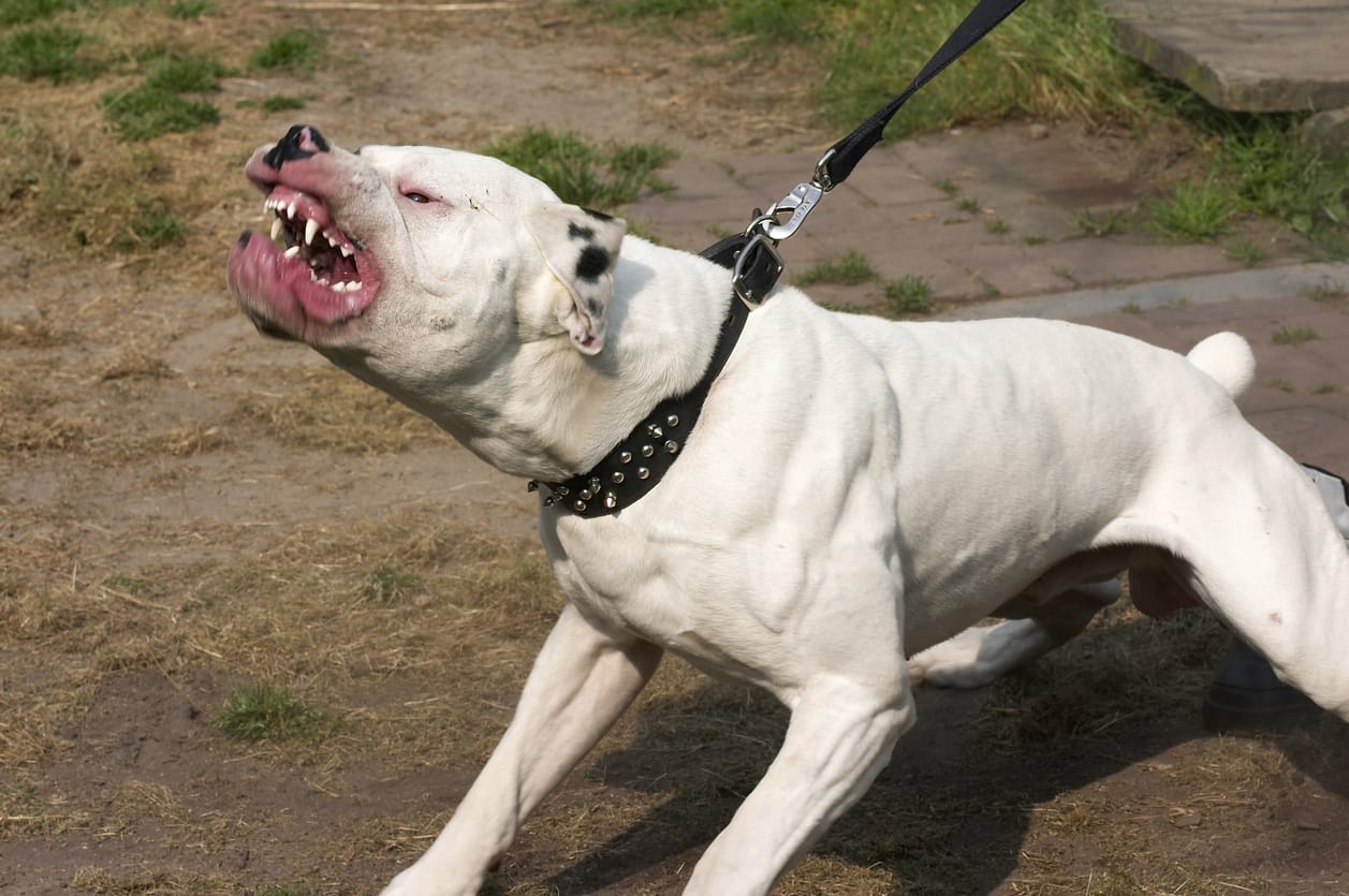 10 Types Of Aggressive Dogs