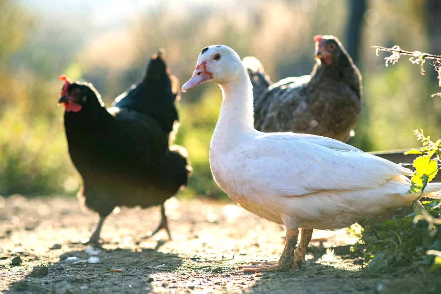 7 Types Of Poultry Birds