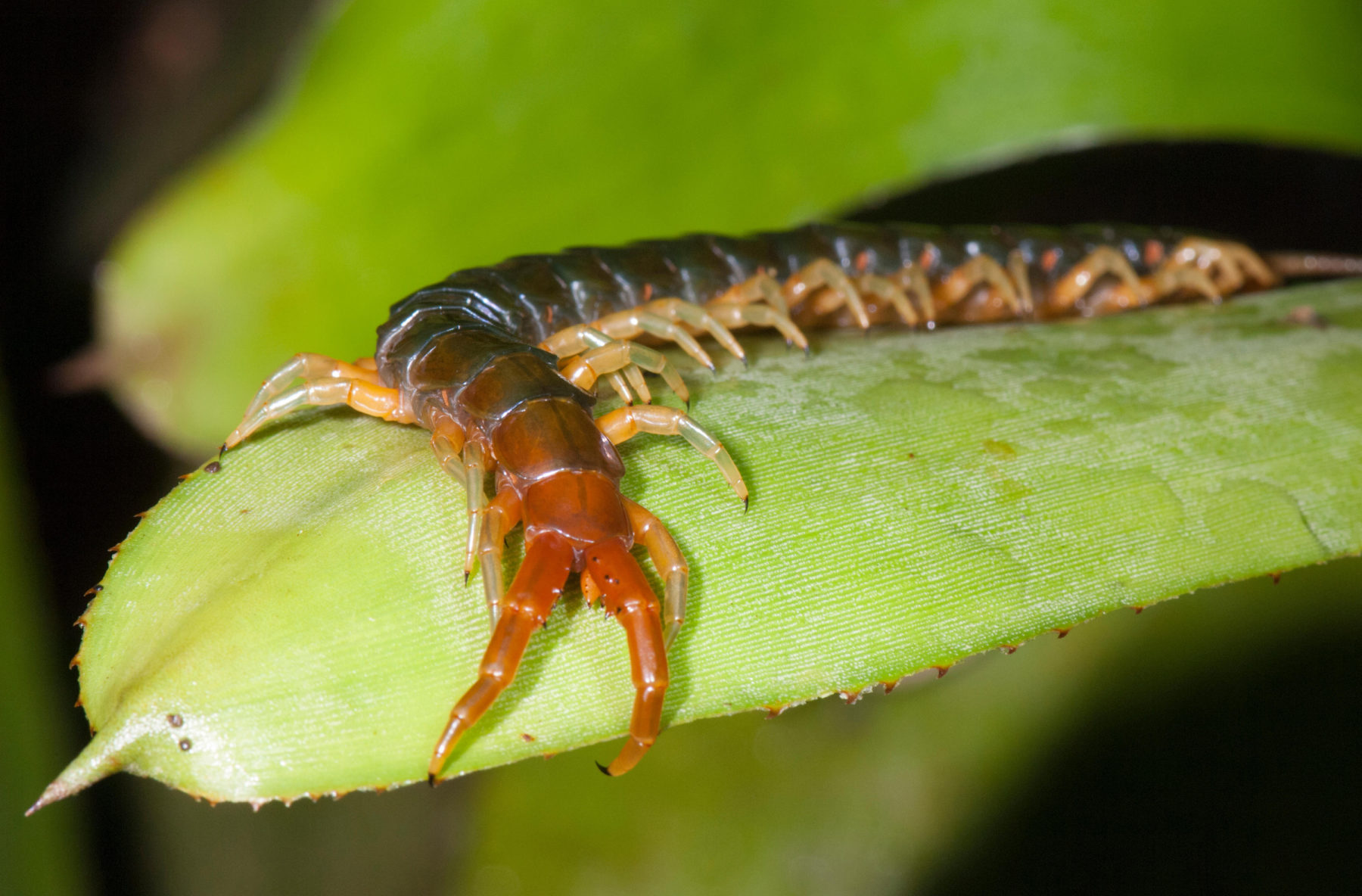 8 Of The Most Fascinating Centipede Species