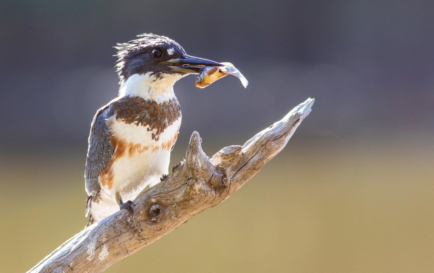 12 Impressive Types Of Marsh Birds