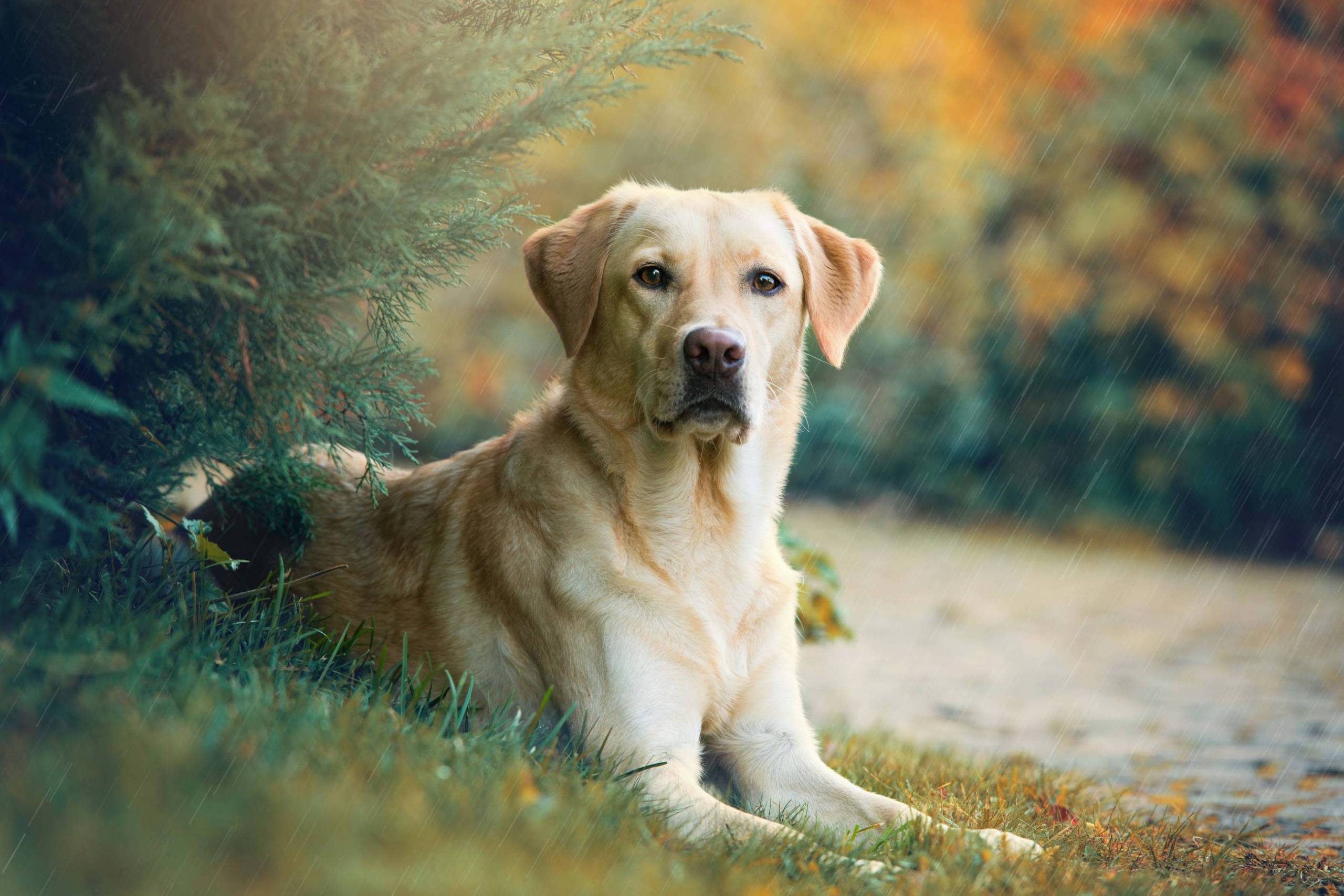 12 Best Types Of Sporting Dog Breeds