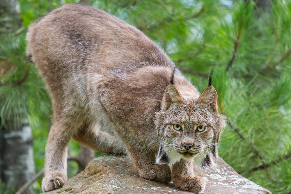 4 Types Of Lynx Cats