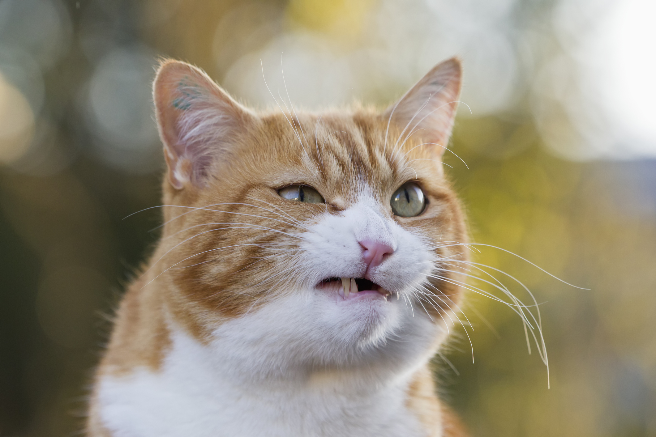 Understanding Your Cat: Types Of Cats Personalities