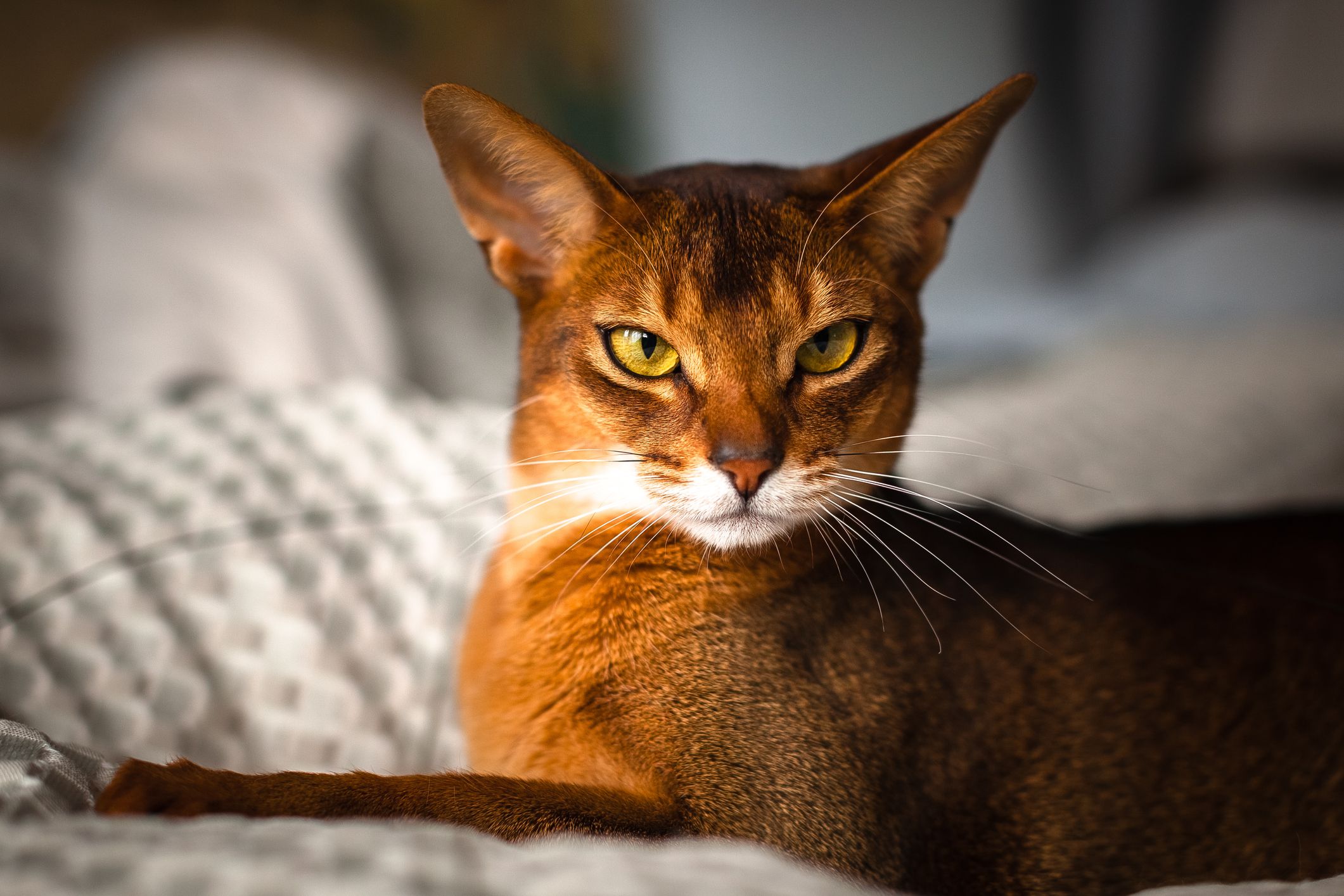 9 Coolest Types Of Cat Breeds