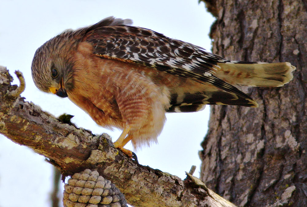Discover The 7 Types Of Hawks In Alabama