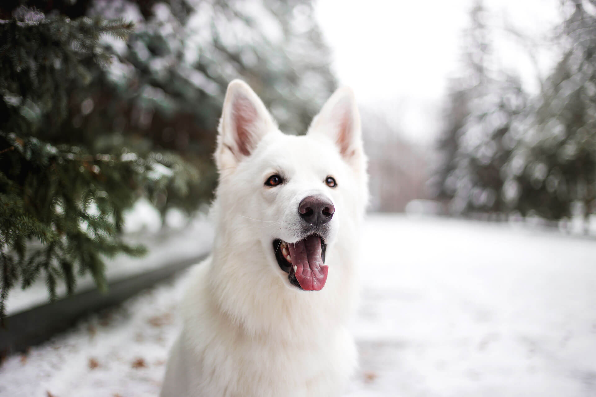 10 Best Types Of Snow Dogs