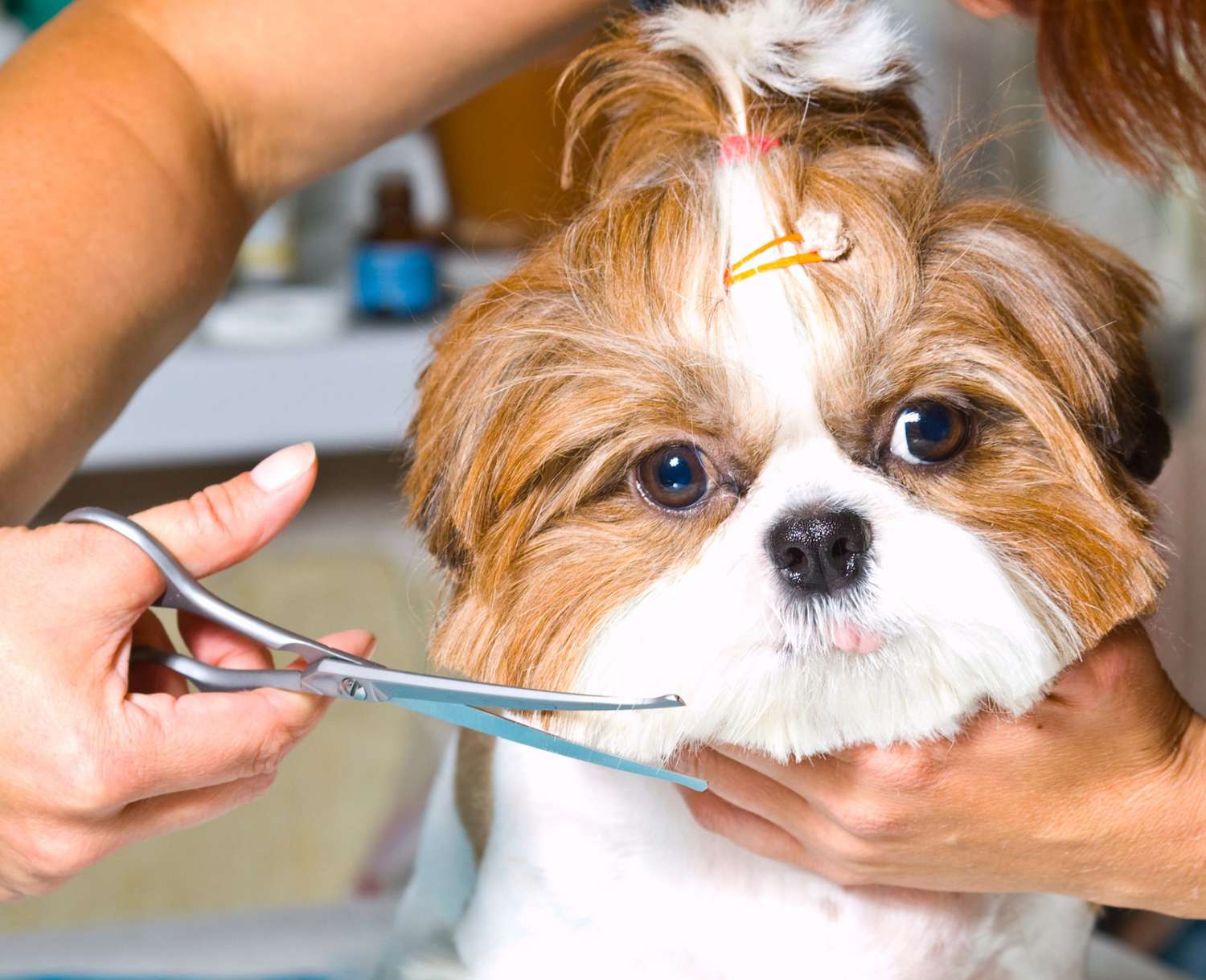 5 Best Types Of Haircuts For Dogs