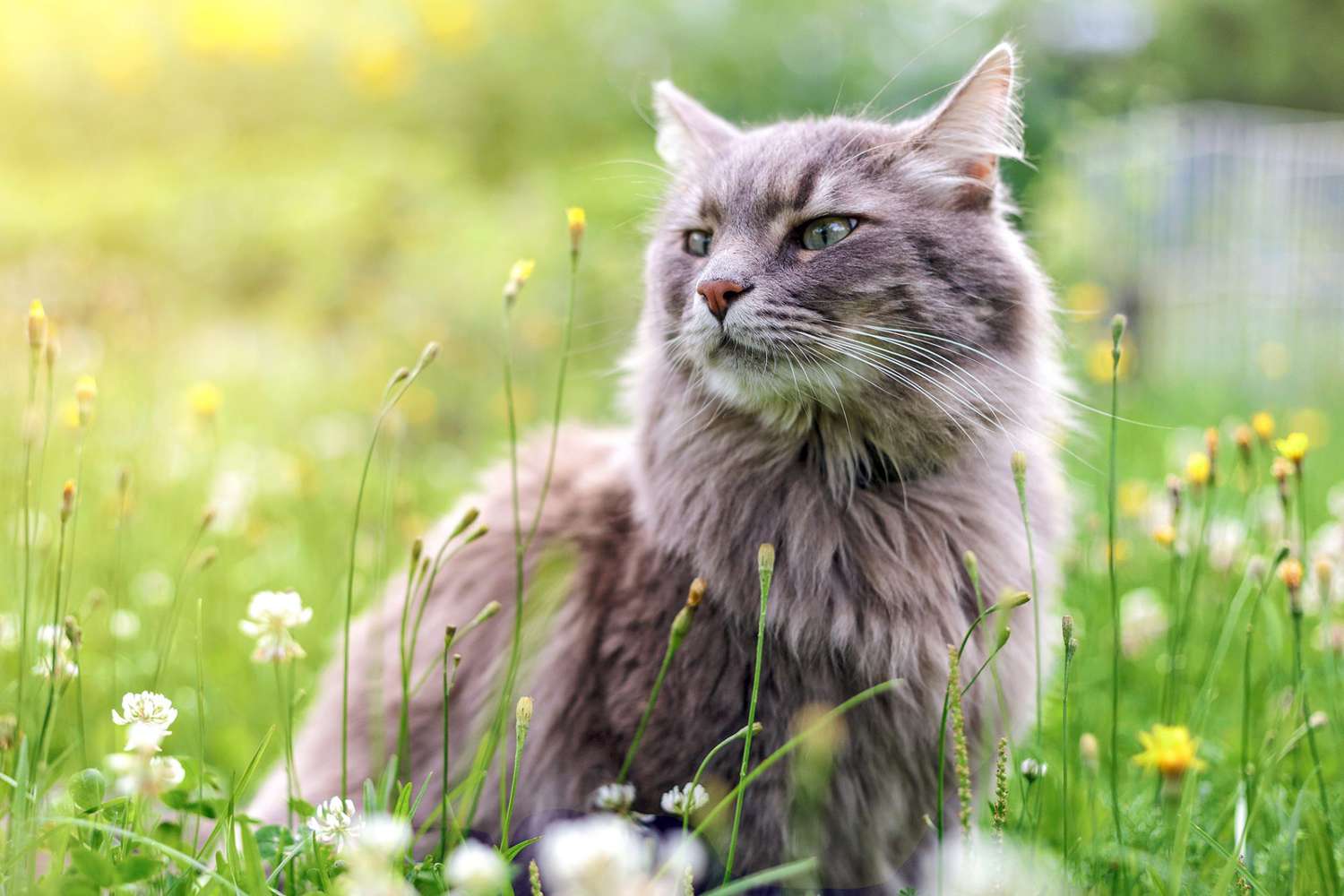 8 Beautiful Types Of Siberian Cats