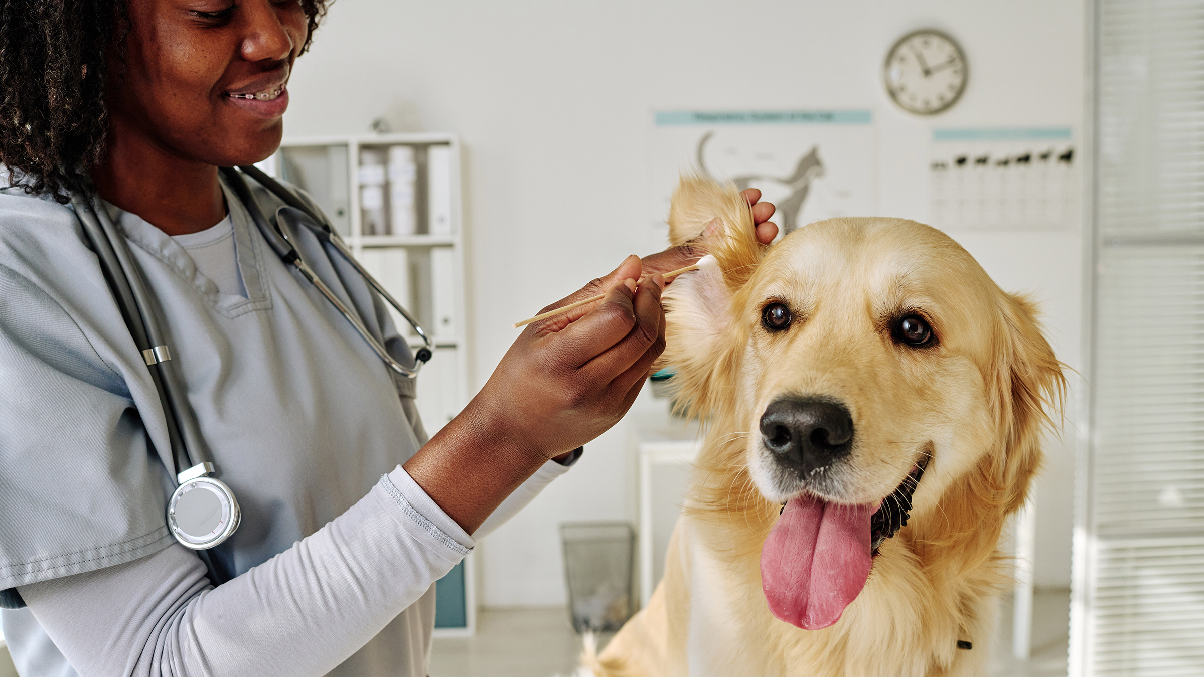 9 Types Of Bacterial Infections In Dogs